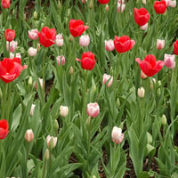 tulips