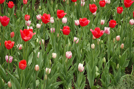 tulips - garden, red, pink, tulips