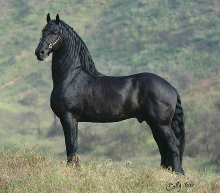 Dutch Beauty - horses, holland, dutch, friesian, black