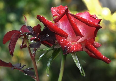 rain drop - rose, flower, nature, red