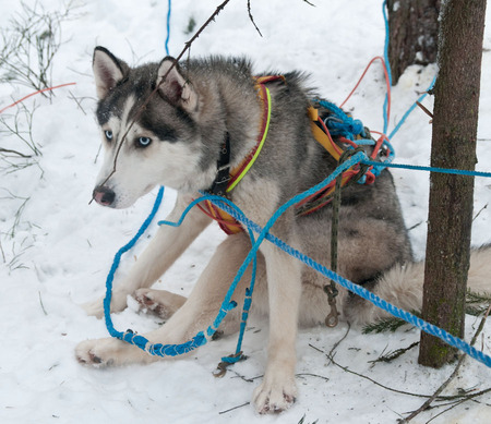 intricate - snow, intricate, winter, wolf