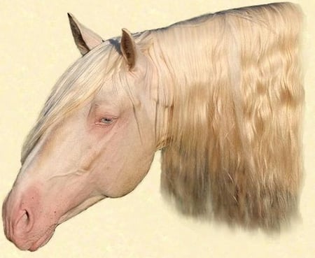 Saphiro The Albino Andalusian - spanish, horses, cremello, albino, andalusian