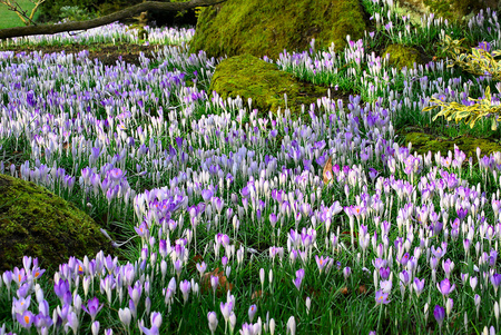 a lot of spring flowers - crocuses, purple, park, flowers, garden, spring