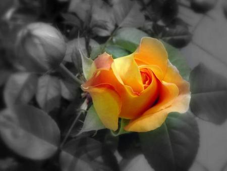 One Yellow - roses, black background, rose, nature, yellow, manipulation, flowers, photo, flower