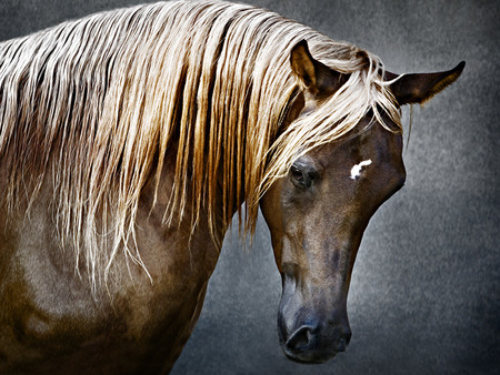 Golden Main - horses, beauty, brown, horse, animals, anomal, gold