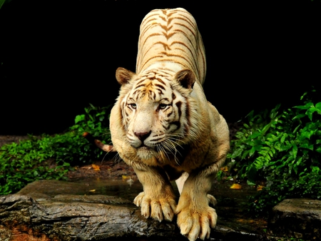 READY TO STRIKE - predator, white tiger, bengal tiger, wild life