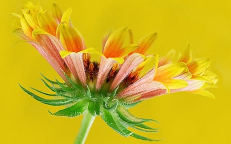 Flower - flowers, yellow, nature, colors