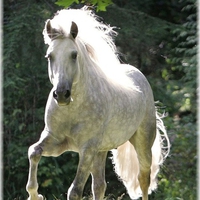 Grey Blaze