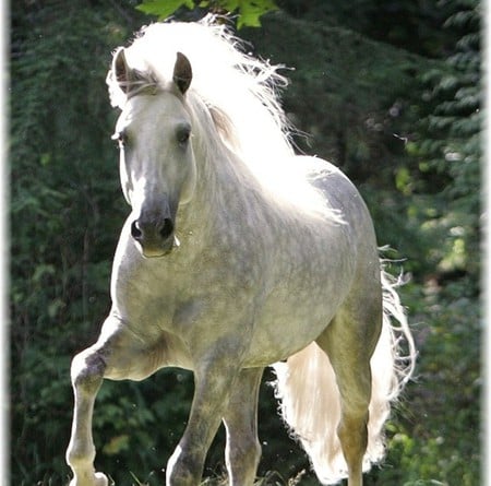 Grey Blaze - spanish, grey, horses, andalusian