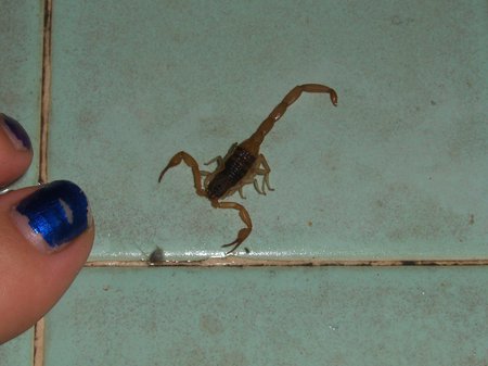 Showering with a friend - woman, scorpion, other, tile