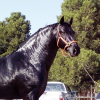 A Truly Warhorse