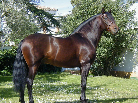 SULTAN  - spanish, horses, bay, andalusian