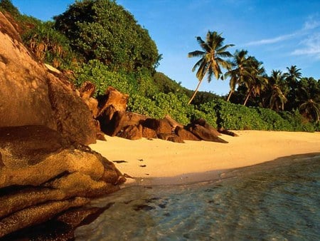 Lovely beach - beach, palm, stone, coast