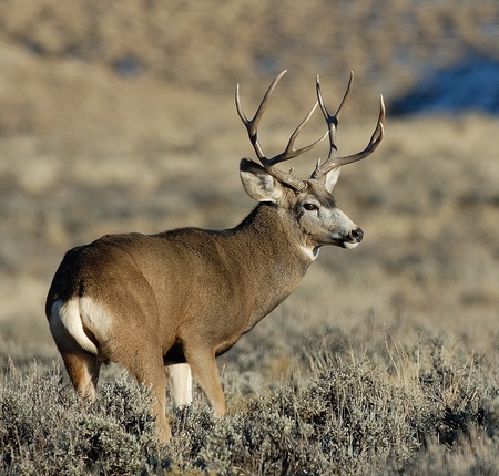 The Deer - water, mule deer, moose, meadow, forest, elk, nature, deer tick, deer, bucks, white tail deer, reindeer, antlers, animals