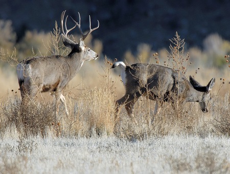 Two Deer - female deer, nature, deer, bucks, meadow, white tail deer, animals