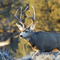 Mule Deer