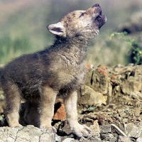 Baby Wolf Howling