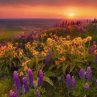 Field of flowers