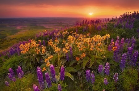 Field of flowers - sun, field, yellows flowers, flowers, sunset, red sky, purple flowers