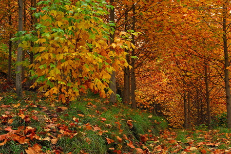 Fall colours - greens, fall, trees, autumn, orange, magical, leaves