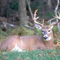 Big Buck Laying down