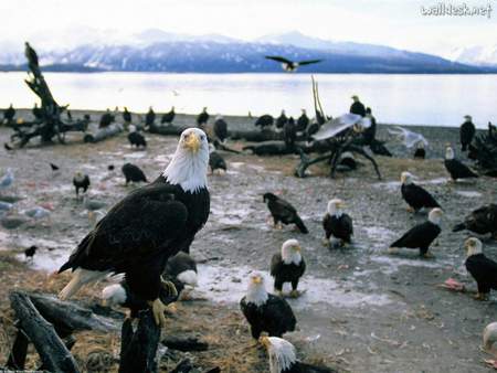 Bald Eagles - eagles, animals, water, hawks, nature