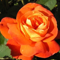 Orange rose