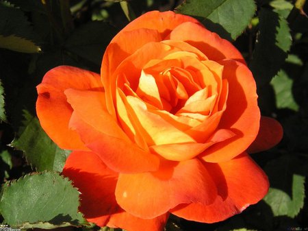 Orange rose - flower, rose, orange, love, nature