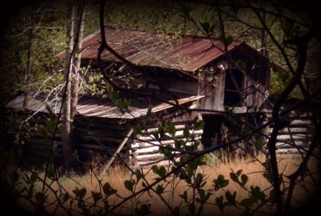 barn - nature, fall, old barn, tree, alabama