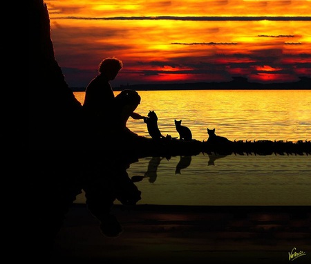 Sweet moments - silhouette, sky, animals, water, sunset, tree trunk, black, reflections, feeding, man, cats, orange, sweet