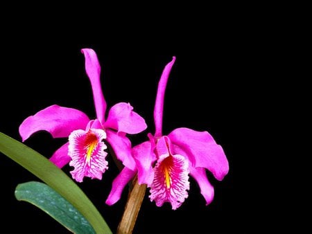 * Colombian orchid - nature, orchid, catleya, black, flower