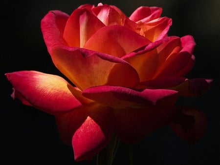 Big big rose - petal, nature, red, big, rose, flower