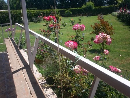 Desde la terraza (para Mel22) - garden, grass, ever green, roses