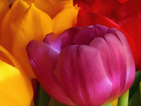 Big tulips - tulip, flower, pink, nature