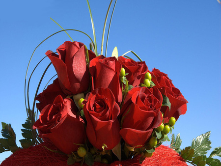 Good Morning Roses for My Friends - blue, beautiful, red roses, beauty, morning, petals, flowers, nature, red, garden, sky