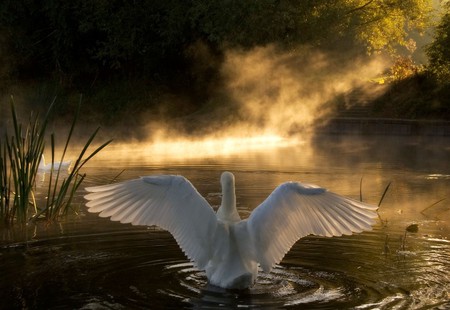 Beautiful Swan - white, swan, lake, swans, water, animal, bird, birds