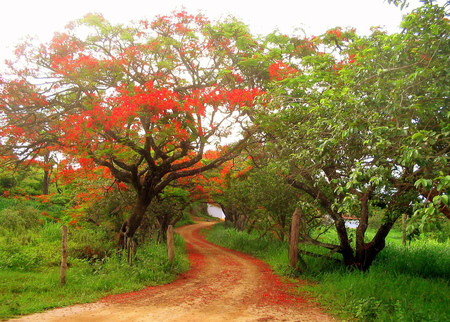 Beautiful spring - beauty, sky, landscape, background, trees, popular, springtime, path, spring, sesons, nature, red, beautiful, green, colors