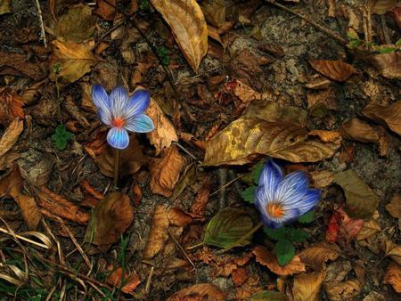 FLOWERS - dead, forest, dry, wild, blue, leaves, flowers