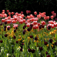 tulips