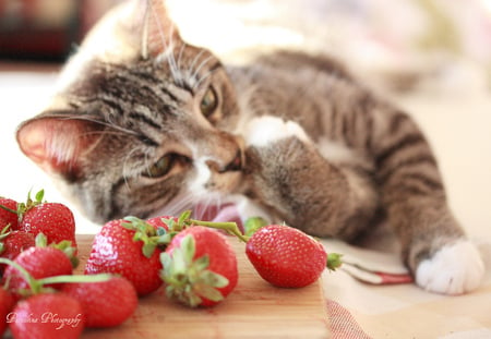 cat & strawberries for Carmen - fresh, strawberry, resting, cat