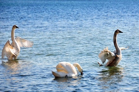 Black Sea Swans - animals, water, photo, photography, swans, nature, birds, bulgaria