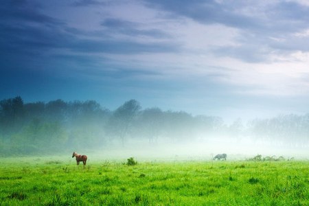 Cold Morning - forest, animals, photo, grass, sky, hourses, clouds, photography, field, fog, trees, mist, nature, bulgaria, green