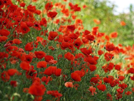 RED EXPLOSION - flowers, poppies, red, spring