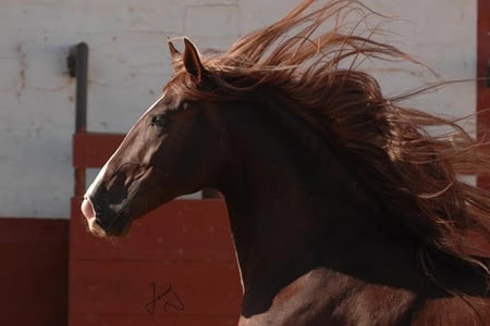 Graceful Head - spanish, chestnut, horses, andalusian