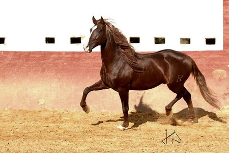 Chestnut Spaniard - spanish, chestnut, anadlusian, horses