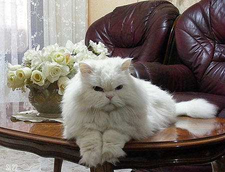 I am boss - flowers, table, cat, white