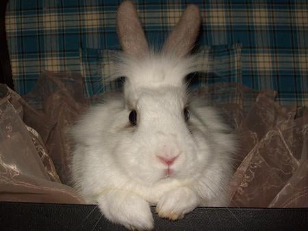 rabbit - cute, rabbit, white, sweet