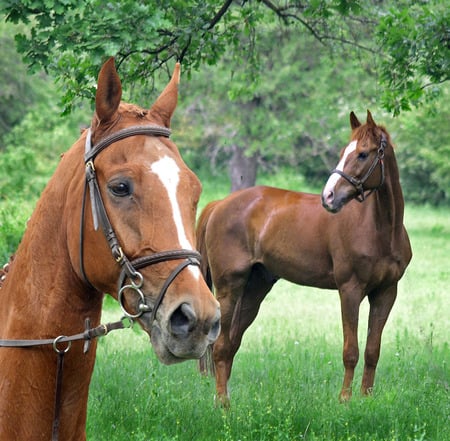 listening - horses, green, landscape, listening