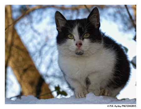 snow time - cat, froezen, snow, cold