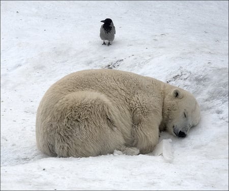 sleeping - snow, bear, white, sleep